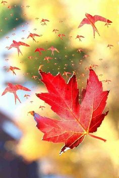 a red maple leaf is flying in the air with other small birds above it and trees in the background