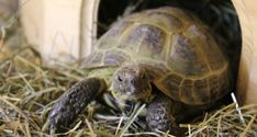 a tortoise is sitting in the hay