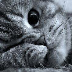 black and white photograph of a cat's face