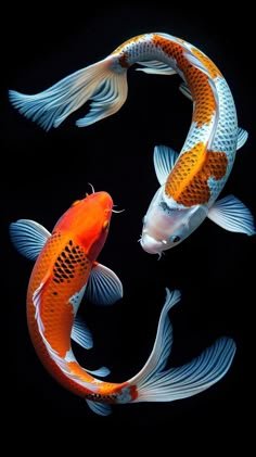 Koi fish swimming animal carp. | Premium Photo - rawpixel Koi Carp Art, Koi Fish Pictures, Koi Fish Photo, Koi Fish Illustration, Karp Koi, Koi Fish Gold, Koi Fish Swimming, Koi Fish Painting, Fish Photo