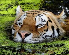 a tiger is swimming in the water with green algae