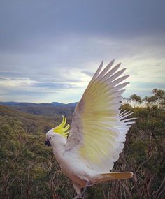 a white and yellow bird with its wings spread out in the air near some trees