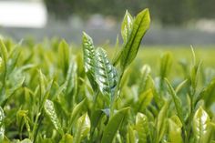 the green leaves are growing in the field