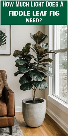 "Fiddle leaf fig care, Fiddle leaf fig light requirements, Fiddle leaf fig 
sunlight, Fiddle leaf fig indoor lighting, Fiddle leaf fig natural light, 
Fiddle leaf fig grow lights, Fiddle leaf fig bright light, Fiddle leaf fig 
low light, Fiddle leaf fig light exposure, Fiddle leaf fig light level." New Build Cottage, Fiddle Leaf Fig Plant, Big Indoor Plants, Plantas Interior, Fig Plant, Bright Indirect Light, Lighting Tips, Fig Leaves, Plant Decor Indoor