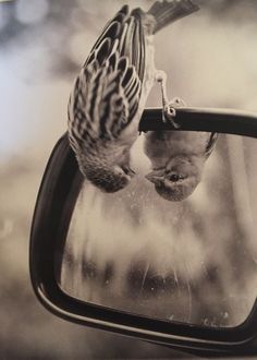 a bird is hanging its head out the side view mirror as it hangs upside down