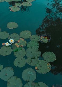 water lilies floating on the surface of a pond