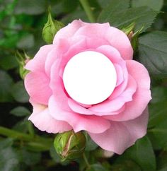 a pink rose with a white circle in the center