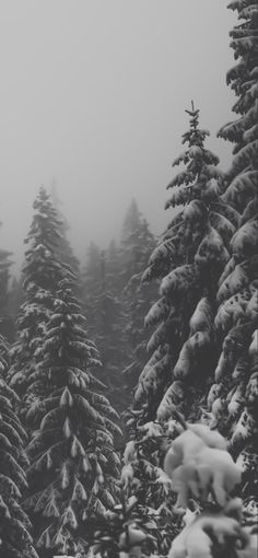 trees covered in snow on a foggy day