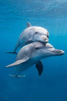 two dolphins are swimming in the ocean together