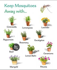 Plants That Repel Ants, Mosquito Plants, Air Cleaning Plants, Magical Herbs, Best Indoor Plants, Bedroom Plants