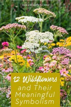 Discover the symbolism behind 12 popular wildflowers. Learn what each flower represents and its unique meaning. Hidden Messages, Wild Flowers, Beautiful Flowers, Pop Up, Meant To Be, Wonder, Flowers