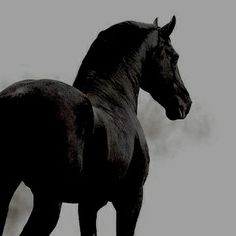 a black horse is standing in the snow