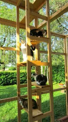 several cats sitting on top of wooden shelves in a yard with grass and trees behind them