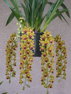 yellow orchids are hanging from a black planter on the side of a building