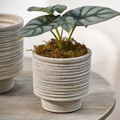 a potted plant sitting on top of a wooden table next to another potted plant