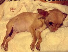 a small brown dog laying on top of a white blanket