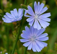 two blue flowers that are in the grass