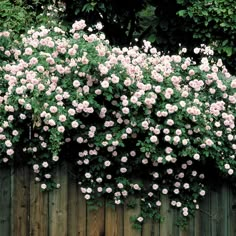 pink flowers growing on the side of a wooden fence