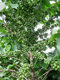 a tree filled with lots of green fruit growing on it's branches and leaves