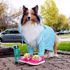 a dog in a blue jacket and sneakers