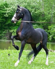 a black horse is trotting in the grass with its front legs stretched out