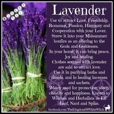 Spiritual Kitchen, Lavender Meaning, Lavender Magic, Herbs Magic, Uses For Lavender, Ritual Herbs, Witches Garden, Witch Life, Lavender Uses