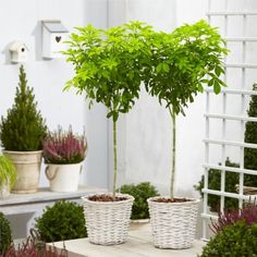 three potted plants sitting on top of a wooden table