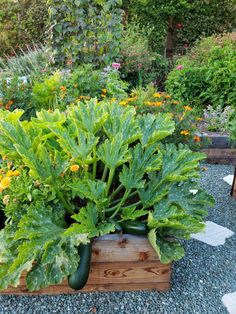 a garden filled with lots of different types of vegetables and plants in wooden boxes on gravel