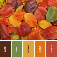 the colors of autumn are shown in this color palette