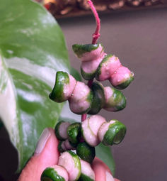 Hoya compacta Deepgreen variegated Hoya Compacta, Allen Texas, Rare Hoya, Plants Pots, Plant Supplies, Room With Plants, Mother Plant