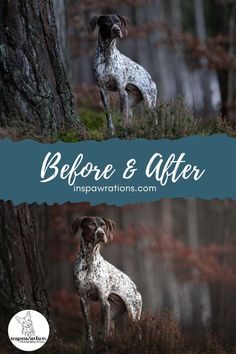 two dogs standing next to each other in the woods with text overlay that reads before and after