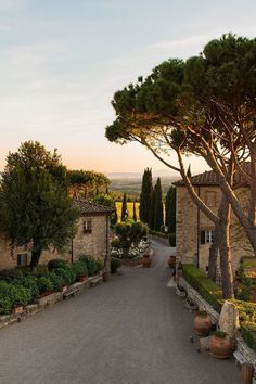 an outdoor area with trees, bushes and potted plants on either side of the road