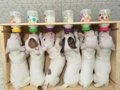 several puppies are in a wooden crate with cups on their heads and one has his head upside down