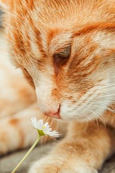 an orange and white cat smelling a flower with its paw on it's head