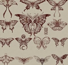 an assortment of different types of butterflies on a beige background with red ink and gold accents