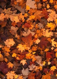 many different colored leaves laying on the ground