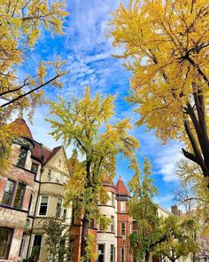 trees with yellow leaves in the foreground and houses on the other side under a blue sky