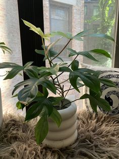 a potted plant sitting on top of a furry rug in front of a window