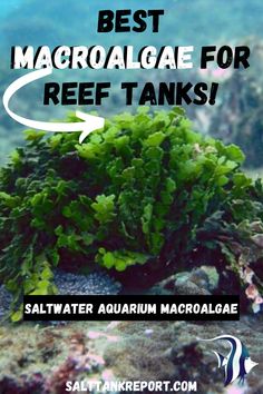 the words best marro algae for reef tanks above an image of seaweed and corals