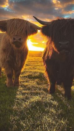 two long haired cows standing in the grass at sunset