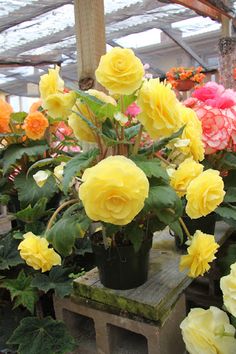 yellow and pink flowers are sitting in pots