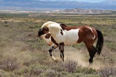 a brown and white horse is running through the grass