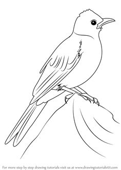 a bird sitting on top of a tree branch with the words, how to draw a bird