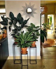 two potted plants sitting on top of metal stands in front of a white wall