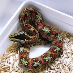 a snake that is laying down on some wood shavings in a box with its mouth open