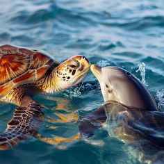 a sea turtle and a dolphin swimming in the ocean together, one is biting another's mouth