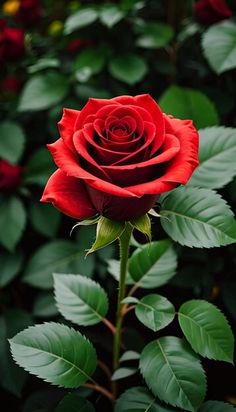 a red rose with green leaves in the foreground