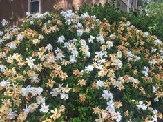 a bush with white and yellow flowers in front of a brown house on a sunny day