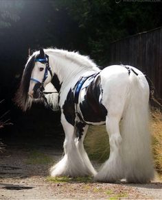 a white and black horse standing on top of a dirt road