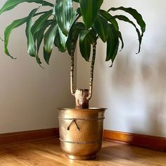 a potted plant sitting on top of a hard wood floor next to a wall